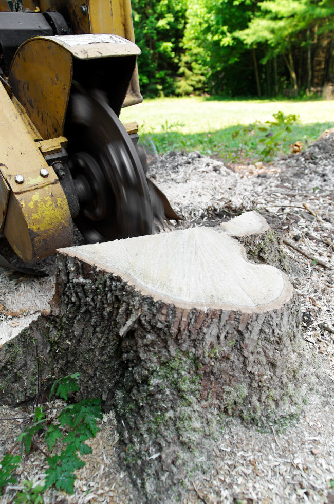 Why You Need a Stump Grinder for Tree Removal Eagle Rentals